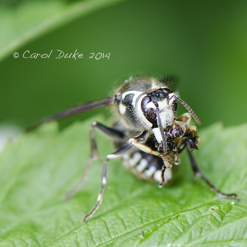 Baldfaced Hornet (Dolichovespula maculata)