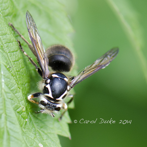 Baldfaced Hornet (Dolichovespula maculata)