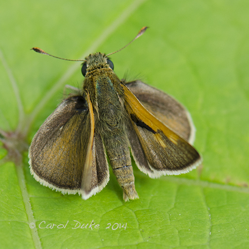 Northern Broken Dash Skipper