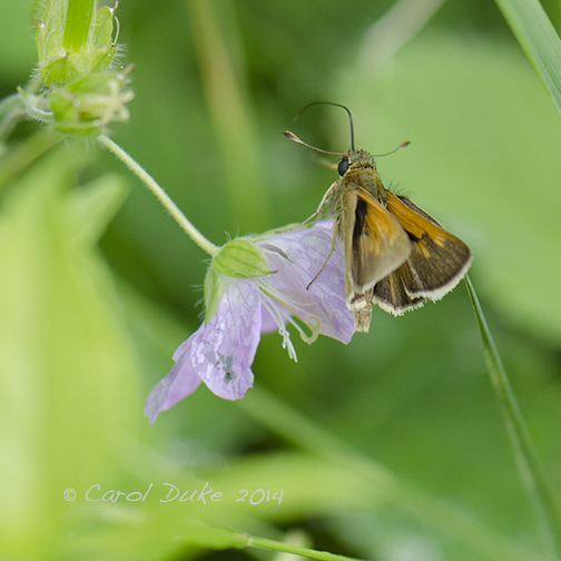 Northern Broken Dash Skipper