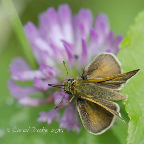 Northern Broken Dash Skipper
