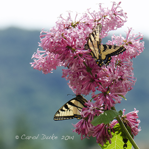 Eastern Tiger Swallowtail