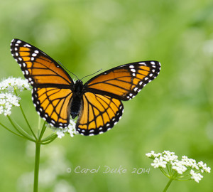Viceroy