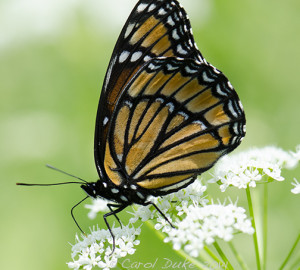 Viceroy