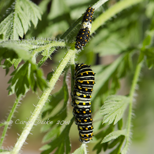 Black Swallowtail Butterfly Metamorphosis