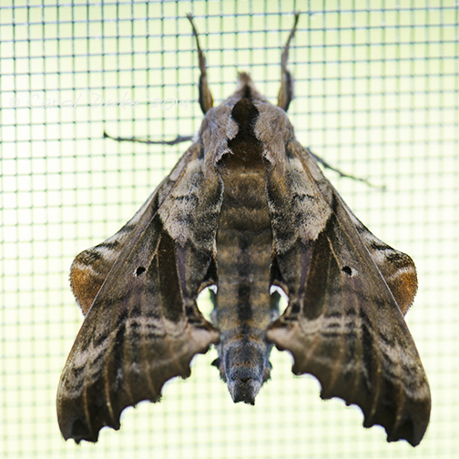 Blind-eyed Sphinx Moth (Paonias excaecata)