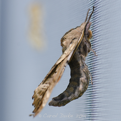 Blind-eyed Sphinx Moth (Paonias excaecata)