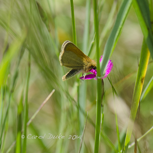 European Skipper