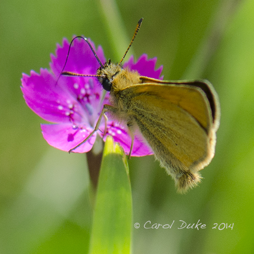 European Skipper