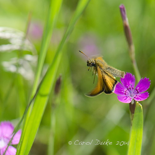 European Skipper
