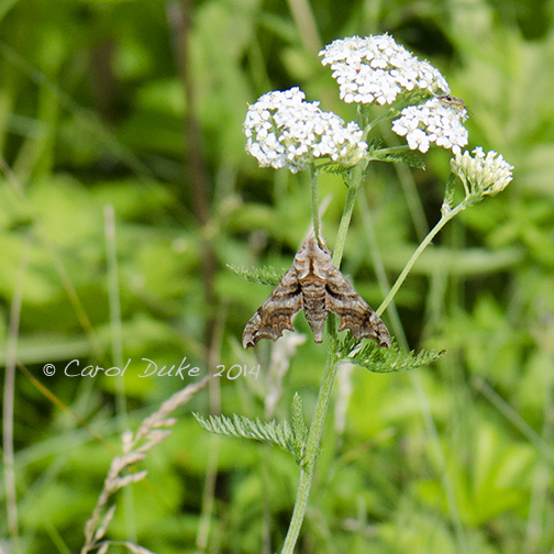 Sphinx Moth