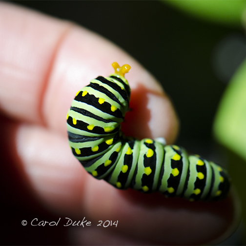 Black Swallowtail Caterpillar
