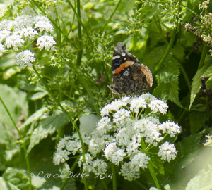 Red Admiral