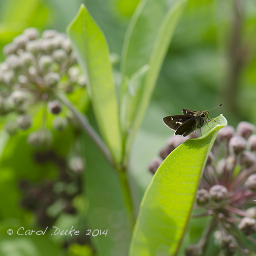 Little Glassywing Skipper