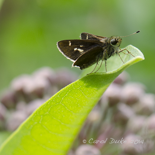 Little Glassywing Skipper