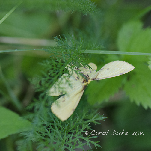 False Crocus Geometer (Xanthotype urticaria) False Crocus Geometer (Xanthotype urticaria)