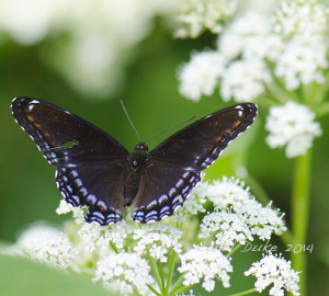 Red-spotted Admiral
