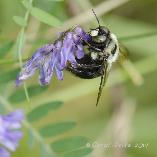 Carpenter Bees (Xylocopa virginica)