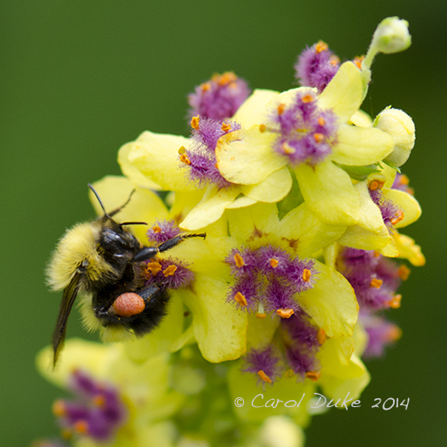 Bumblebee (genus Bombus)