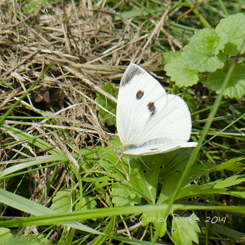 Cabbage White