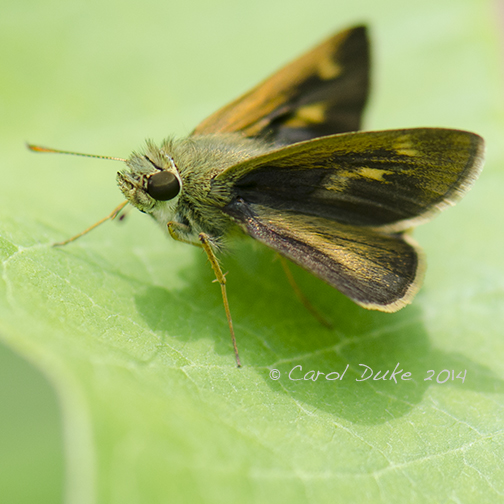 Skipper