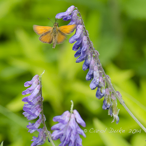 European Skipper