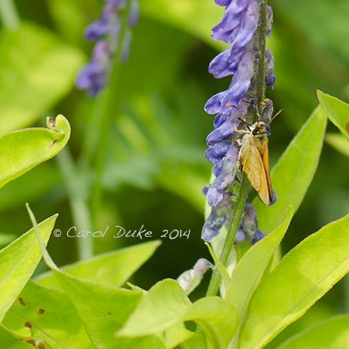 European Skipper