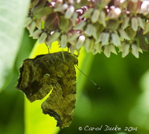Eastern Comma