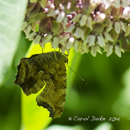 DSC_7863 web1
