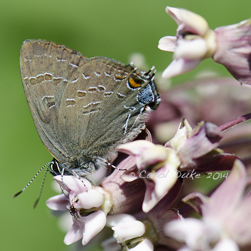 Banded Hairstreak