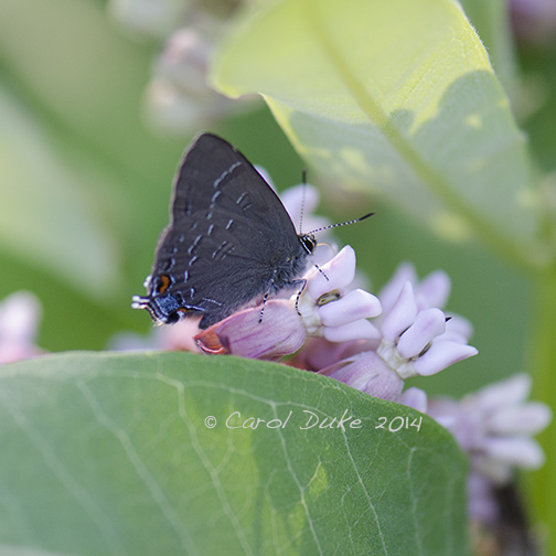 Banded Hairstreak