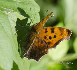 Eastern Comma