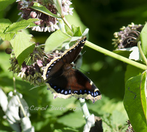 Mourning Cloak