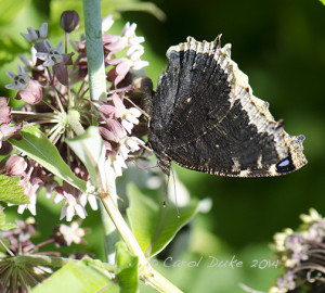 Mourning Cloak