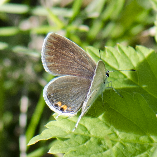Eastern-Tailed Blue