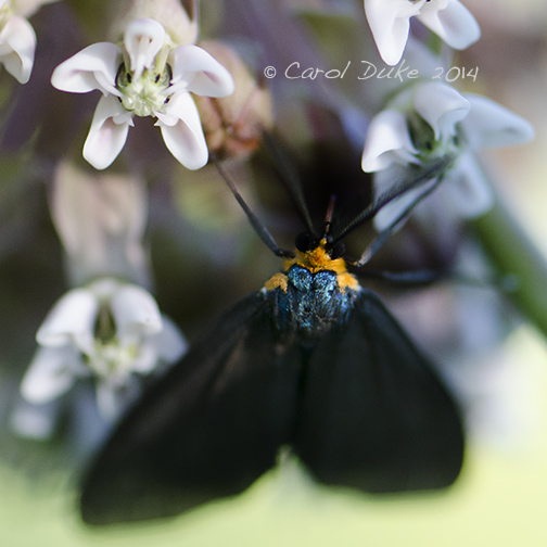 Virginia Ctenucha (Ctenucha virginica)