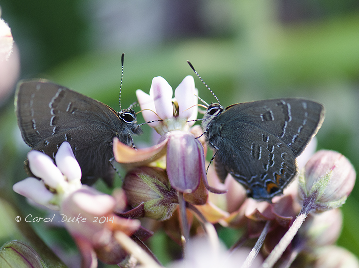 Banded Hairstreak