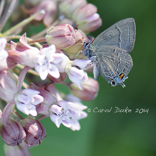 Banded Hairstreak