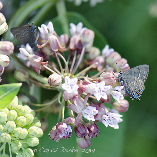 Banded Hairstreak