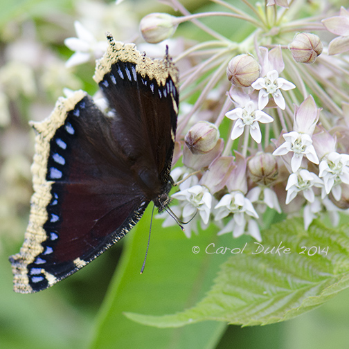 DSC_8551 web1