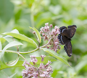 Red-spotted Admiral