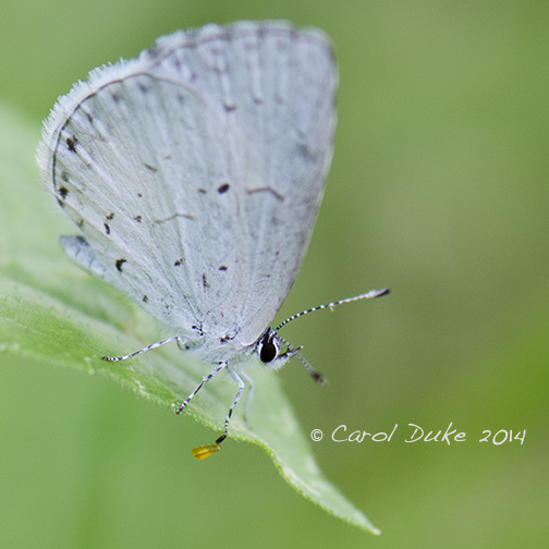 Summer Azure