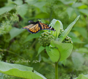 Monarch