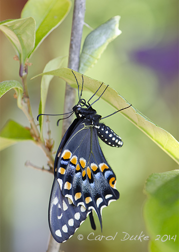 Black Swallowtail Butterfly Metamorphosis