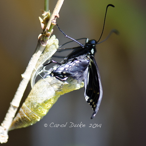 Black Swallowtail Emerging