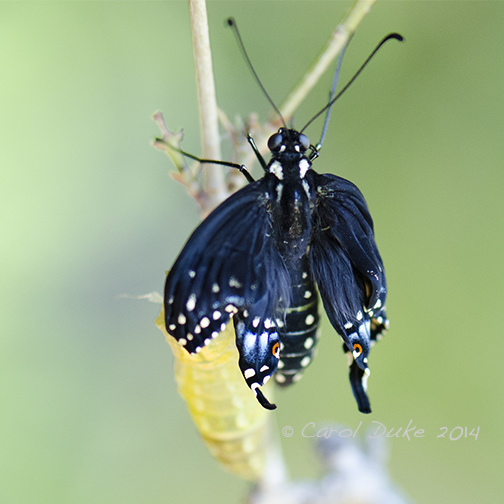 Black Swallowtail Butterfly
