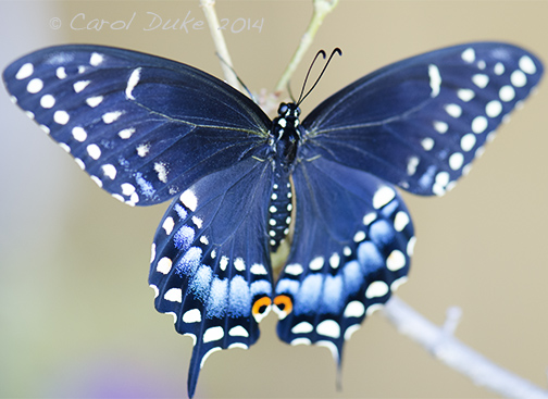 Black Swallowtail Butterfly