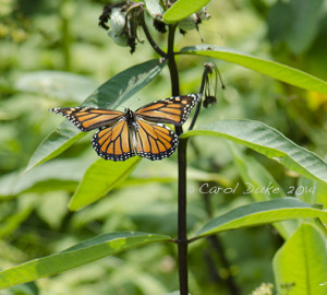 Monarch