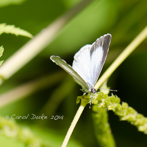 Summer Azure