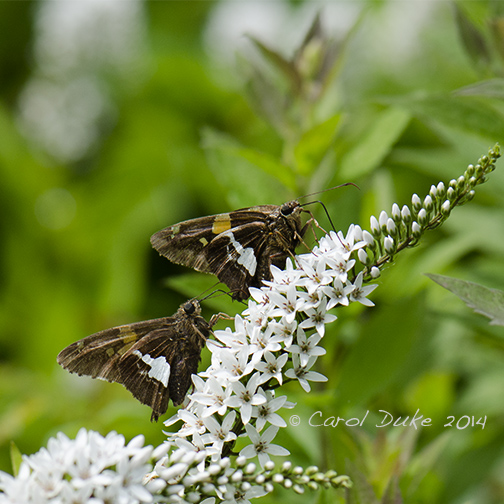 Sliver-spotted Skipper